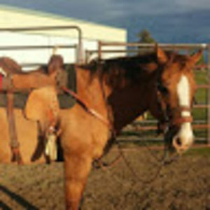 Meet your Posher, Charm